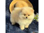 Pomeranian Puppy for sale in Vancouver, WA, USA