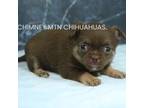 Chihuahua Puppy for sale in Muskogee, OK, USA