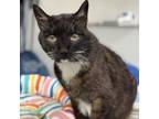 Adopt Grandpaw Cat a Domestic Short Hair