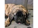 Great Dane Puppy for sale in Batavia, NY, USA