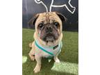 Adopt Thor a Pug