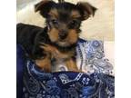 Yorkshire Terrier Puppy for sale in Wingate, NC, USA