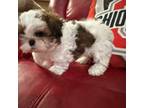 Shih Tzu Puppy for sale in North Ridgeville, OH, USA