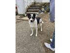 Adopt Rory a Shepherd, Mixed Breed