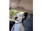 Adopt Oliver a Boxer, Labrador Retriever