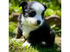 Miniature Australian Shepherd Puppy for sale in York, PA, USA