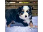 Miniature Australian Shepherd Puppy for sale in York, PA, USA