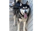 Adopt Chino a Husky, Mixed Breed