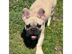 French Bulldog Puppy for sale in New Franklin, MO, USA