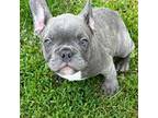 French Bulldog Puppy for sale in New Franklin, MO, USA