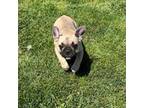 French Bulldog Puppy for sale in New Franklin, MO, USA