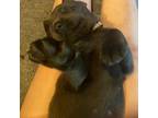 Labrador Retriever Puppy for sale in Cypress, TX, USA