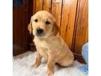 Golden Retriever Puppy for sale in White Sulphur Springs, WV, USA