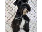 Schnauzer (Miniature) Puppy for sale in Flint, MI, USA