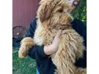 Mutt Puppy for sale in Honea Path, SC, USA