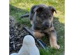 German Shepherd Dog Puppy for sale in Kaukauna, WI, USA