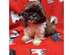 Shih Tzu Puppy for sale in Buffalo, NY, USA