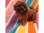 Mal-Shi Puppy for sale in Buffalo, NY, USA