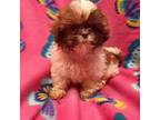 Shih Tzu Puppy for sale in Buffalo, NY, USA