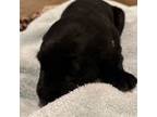 Labrador Retriever Puppy for sale in Fairfield, CT, USA