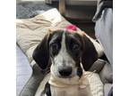 Adopt Fuzzy a Beagle