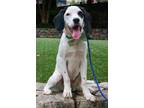 Adopt Kuzco a English Springer Spaniel