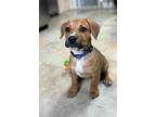 Adopt Sheldon a Labrador Retriever, Pit Bull Terrier