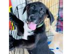 Adopt Gary Grooberson A401 a Labrador Retriever