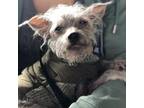 Adopt Philip a Yorkshire Terrier