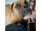 Adopt Freddy a Boxer