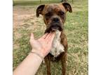 Adopt Quinn a Boxer