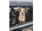 Adopt Rocky a Boxer