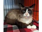 Adopt Raj a Snowshoe