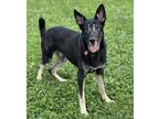 Adopt Roman a German Shepherd Dog