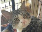 Adopt TRAVIS a Domestic Short Hair