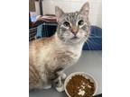 Adopt Mr. Rogers a Domestic Short Hair