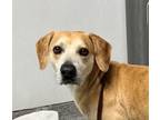 Adopt Jim a Beagle, Hound