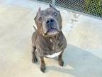 Adopt HYDRO a Pit Bull Terrier