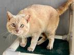 Adopt A332445 a Domestic Short Hair