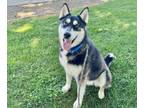 Adopt CHICO a Husky