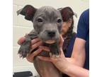 Adopt DUSTY a Pit Bull Terrier