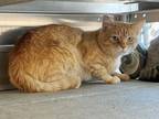 Adopt A332287 a Domestic Short Hair