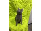Adopt Poe a Russian Blue
