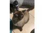 Adopt Mochi Bear a Siamese