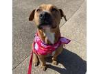 Adopt Pecan a Mixed Breed