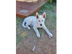 Adopt Alexandrite (Alex) a Husky