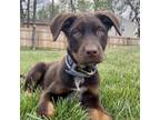 Adopt Sawyer a Chocolate Labrador Retriever, Shepherd