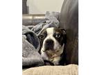 Adopt Astin a Boston Terrier