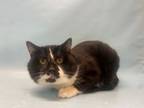 Adopt Neo a Domestic Short Hair