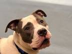 Adopt Biggie a Pit Bull Terrier, Mixed Breed